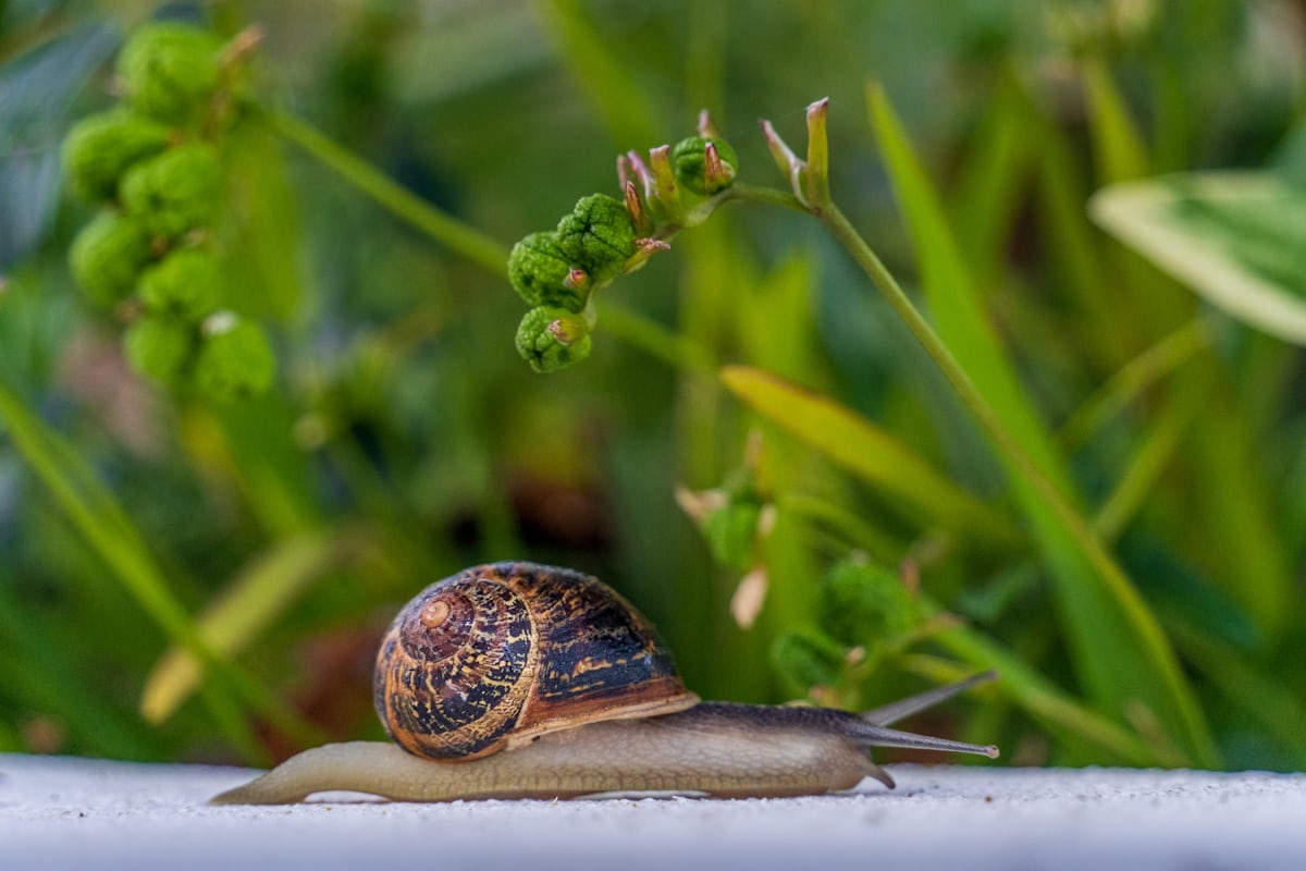 Should you buy snail mucin for face